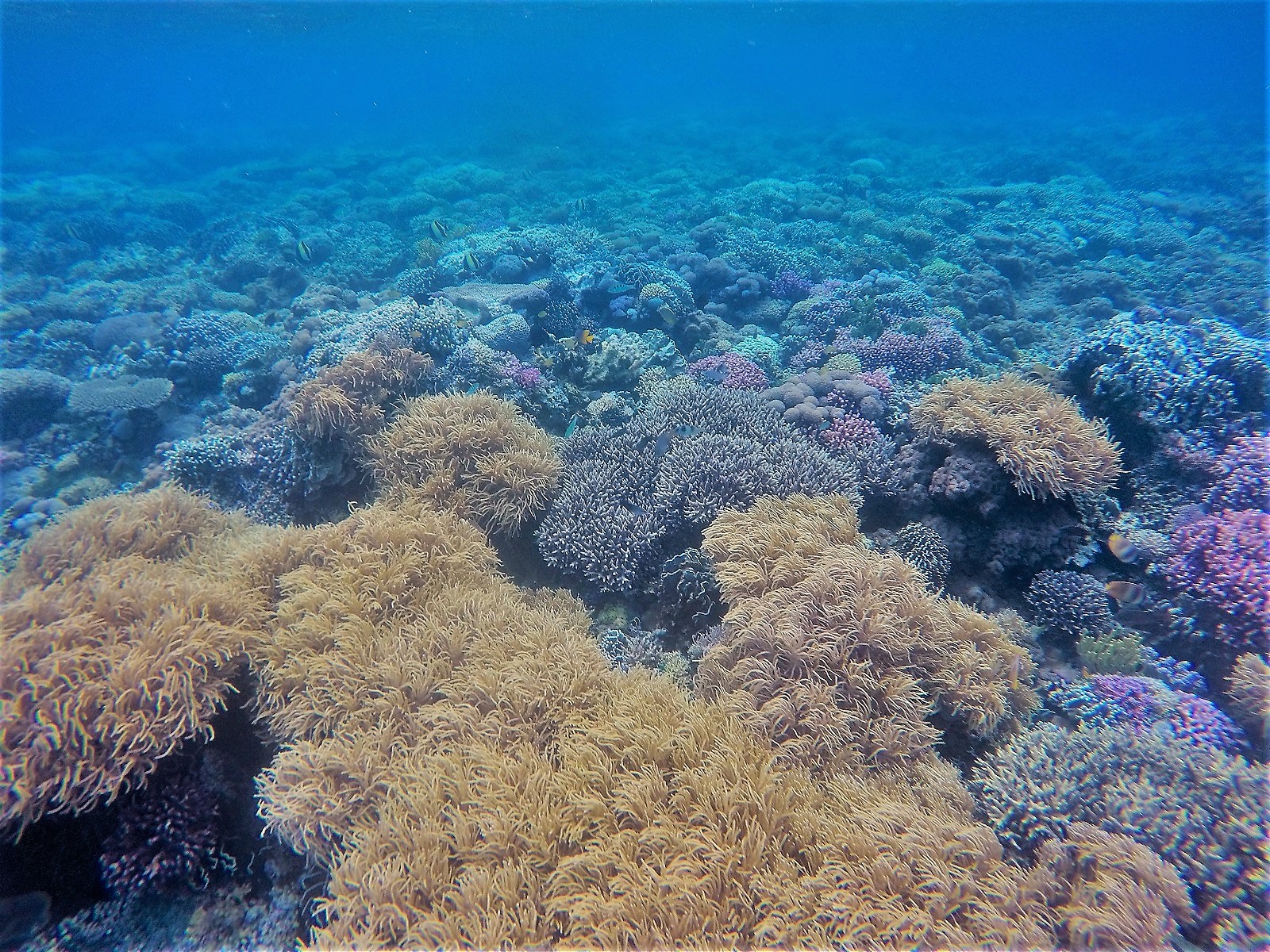 Atauro – podmorský raj Východného Timoru