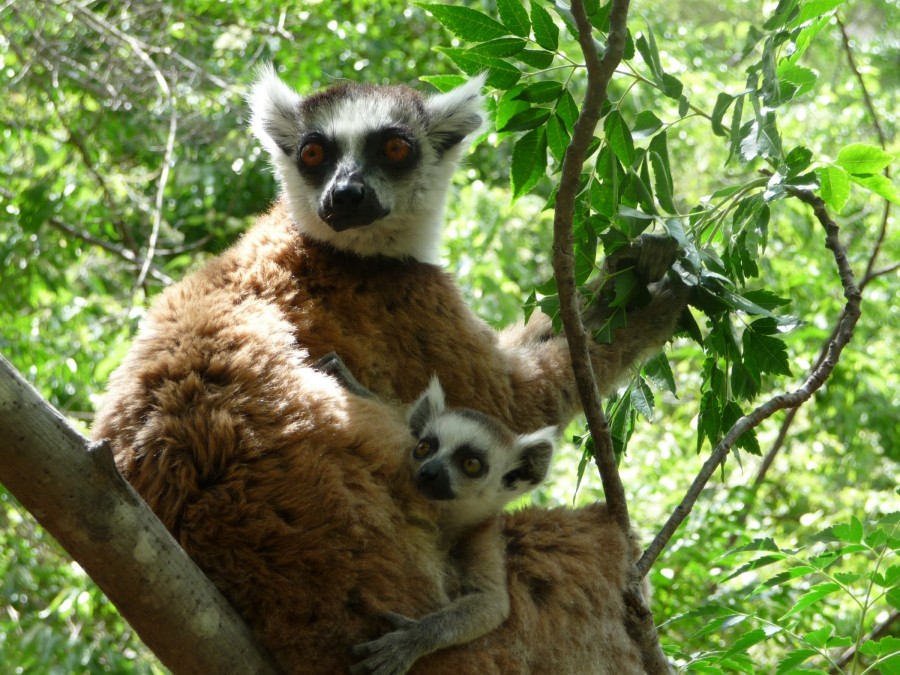 Madagaskar - cestovateľské rady, tipy a itinerár