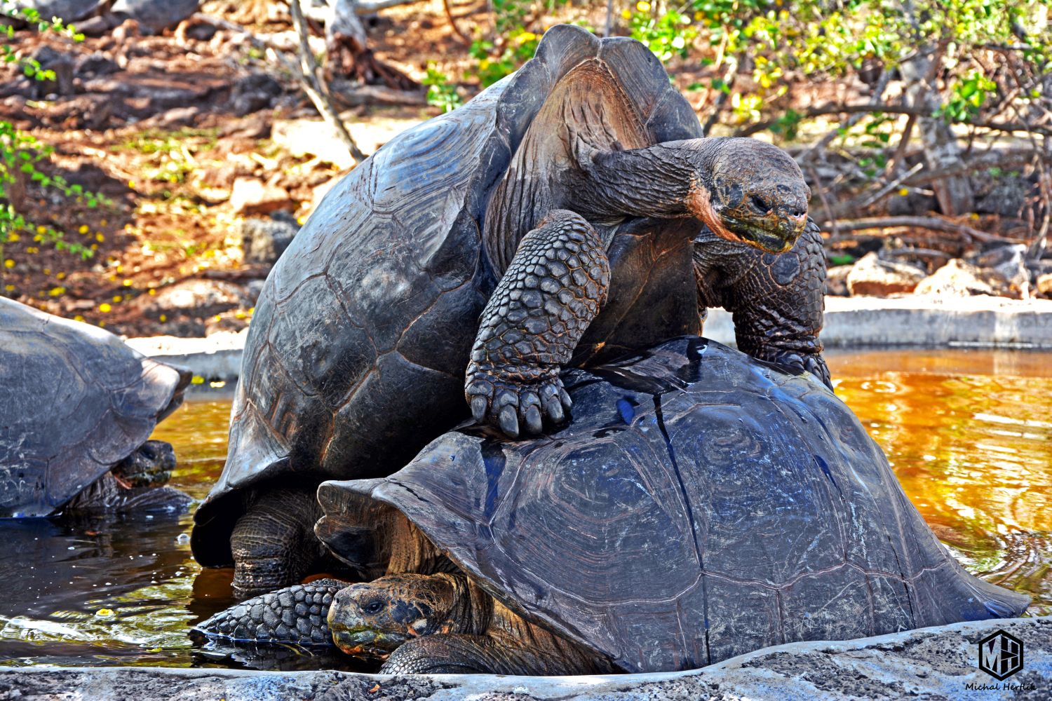 Galapágy - unikátny raj nielen jašterov a korytnačiek
