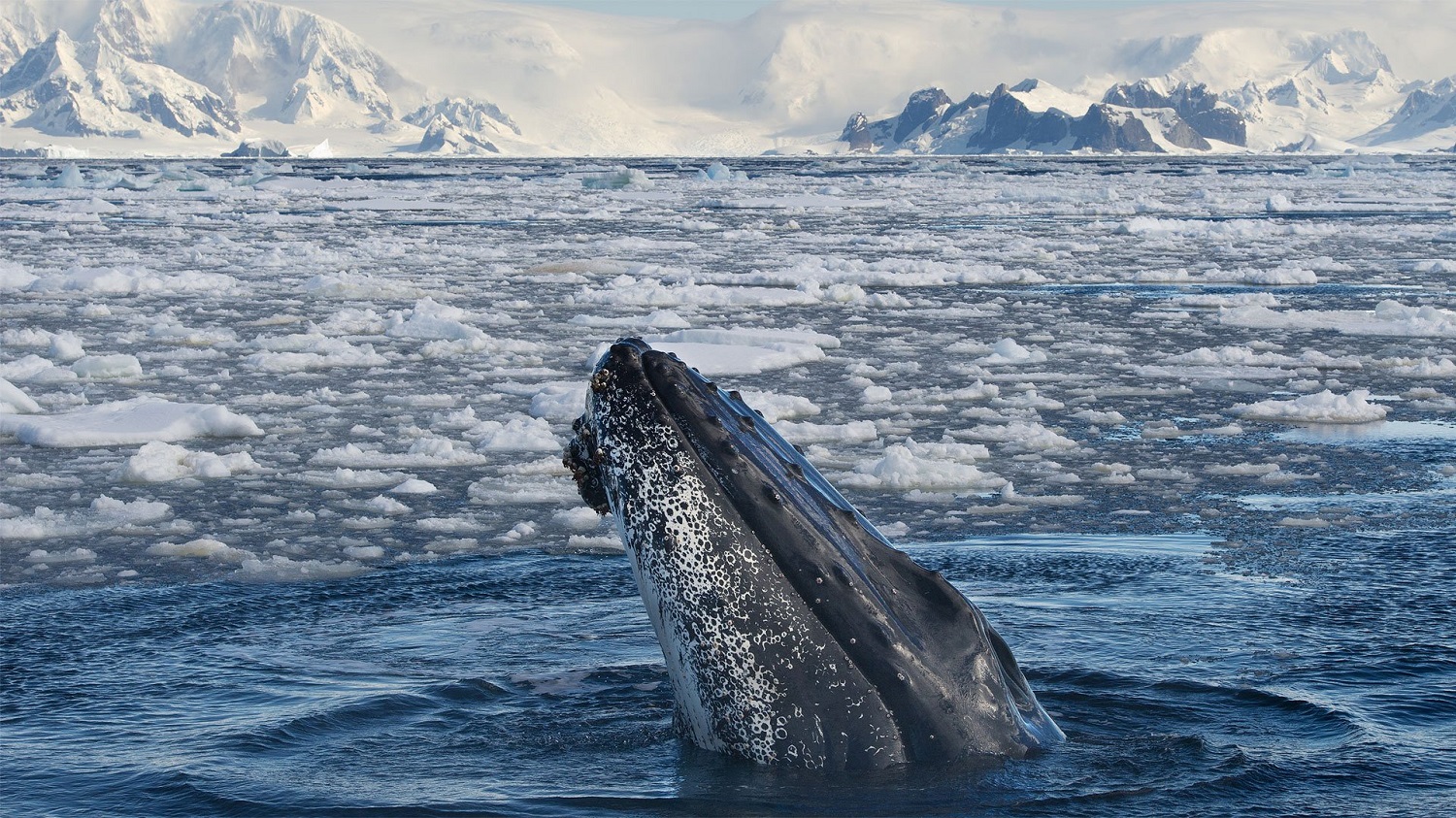 Najlepšie miesta sveta na pozorovanie veľrýb