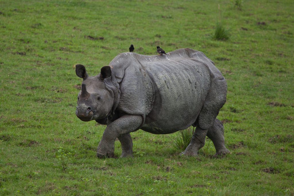 Domov indických nosorožco Kaziranga, India, Assam