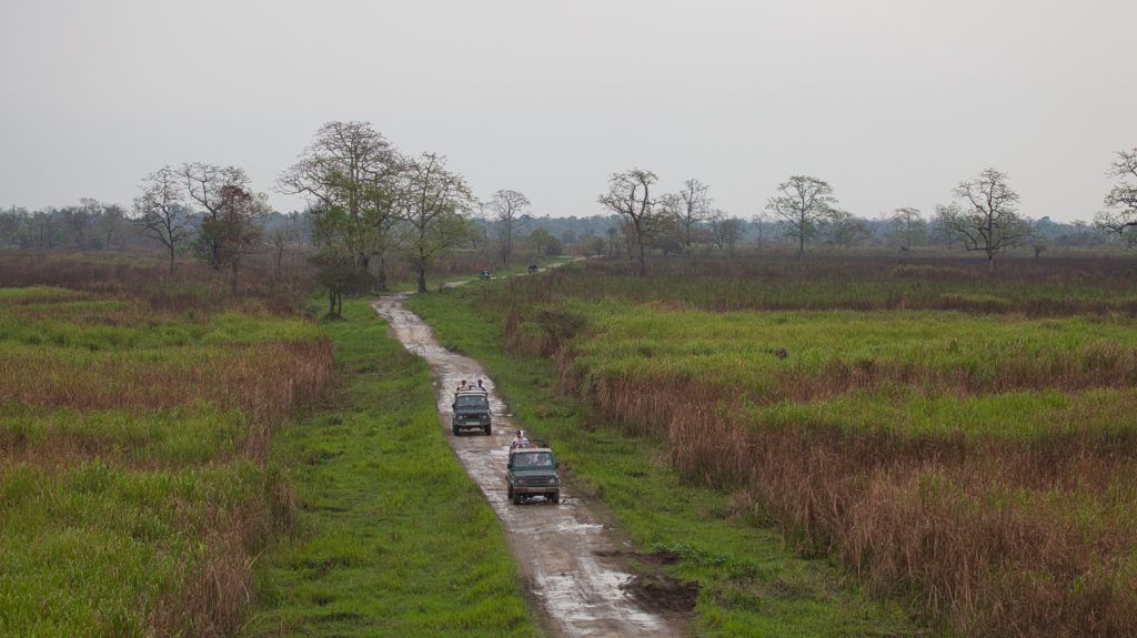 Domov indických nosorožcov Kaziranga, India, Assam