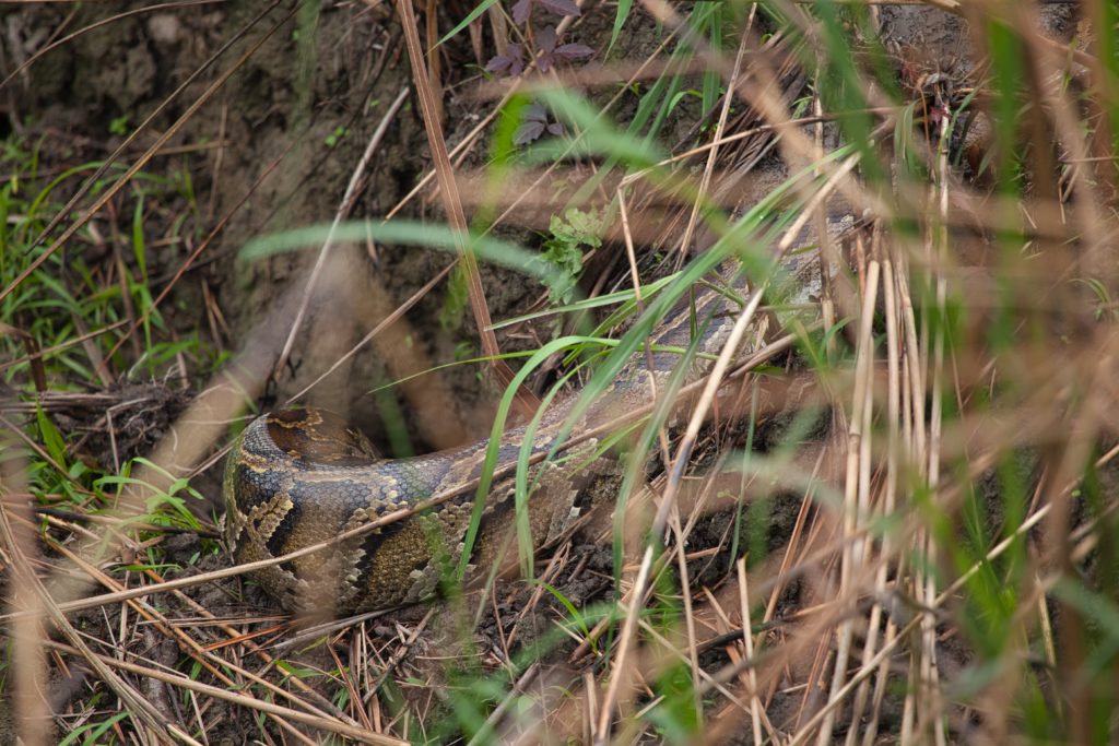 Kaziranga, Assam, India, pytón