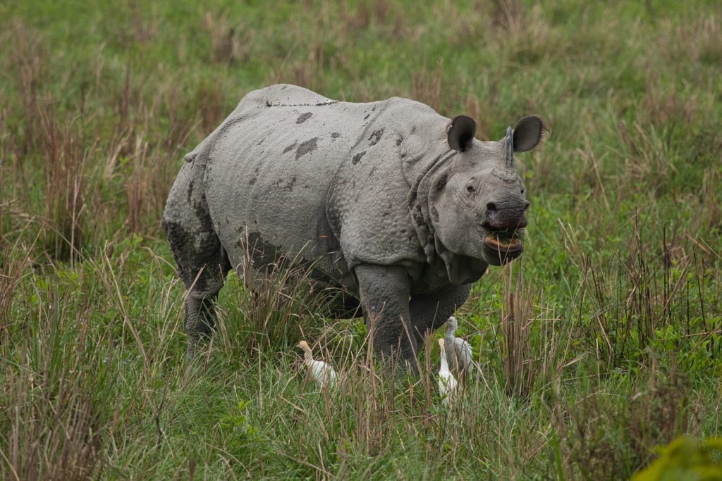 Domov indických nosorožcov Kaziranga, India, Assam