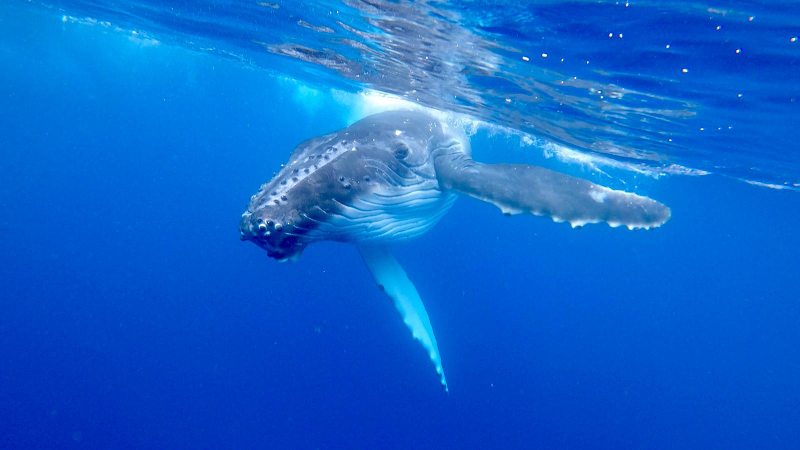 Fidži, Tonga a potápanie s veľrybami