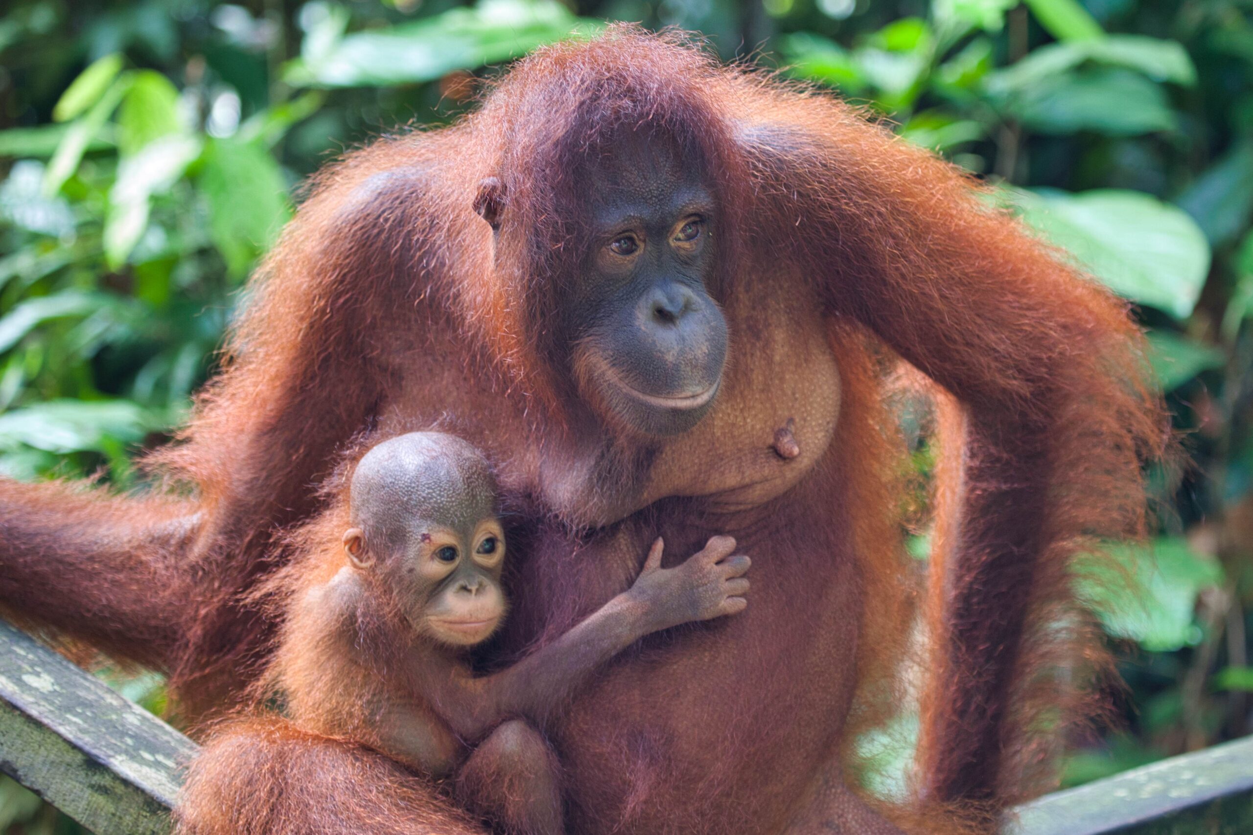 Orangutan – človek lesa