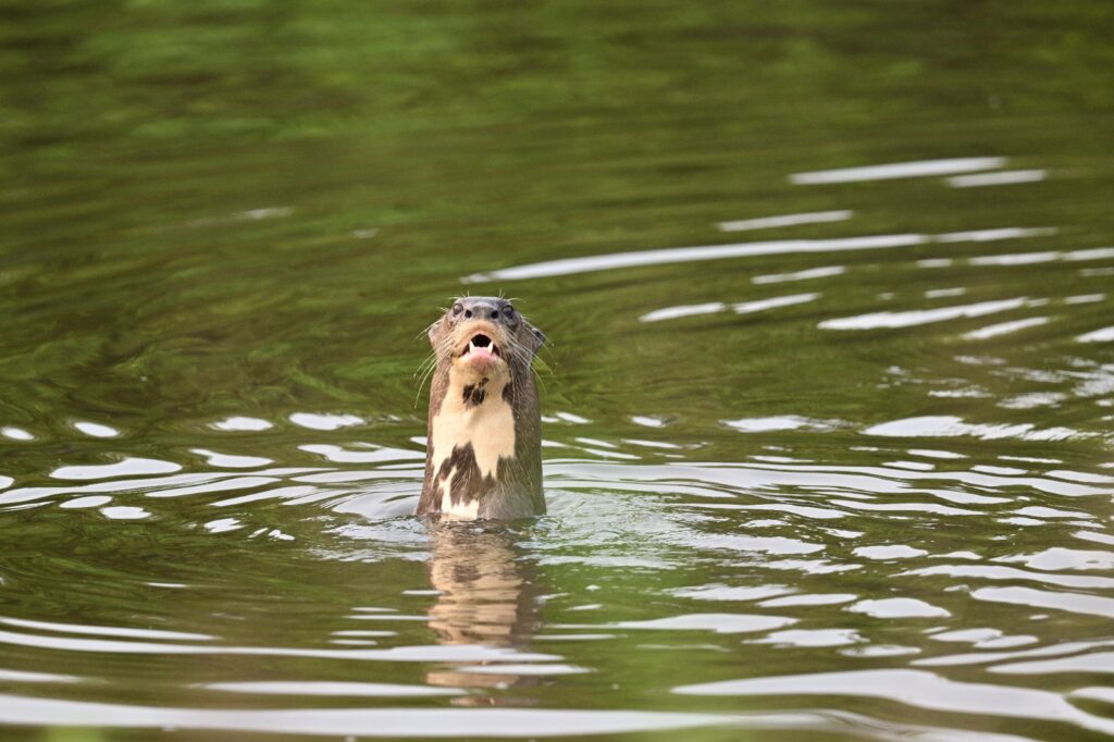 Pantanal - najkrajšia časť Brazílie